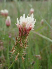 Trifolium incarnatum molinerii