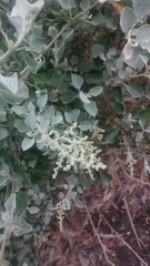 Chenopodium parabolicum