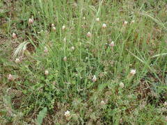 Trifolium incarnatum molinerii