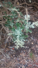 Chenopodium parabolicum