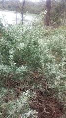 Chenopodium parabolicum