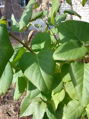 Syringa vulgaris