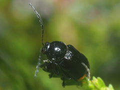 Cryptocephalus biguttatus