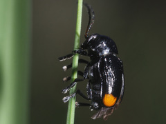 Cryptocephalus biguttatus