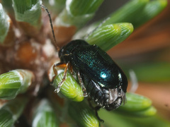 Cryptocephalus nitidulus