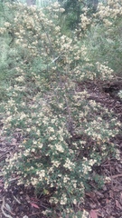 Pomaderris intermedia