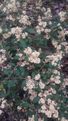 Pomaderris intermedia