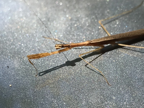 Thespidae