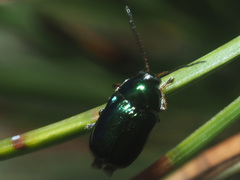 Cryptocephalus nitidulus