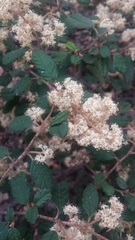 Pomaderris intermedia