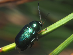 Cryptocephalus nitidulus