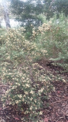 Pomaderris intermedia