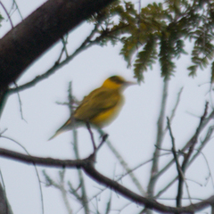 Oriolus chinensis diffusus