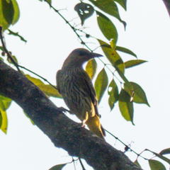 Oriolus chinensis diffusus