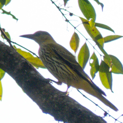 Oriolus chinensis diffusus