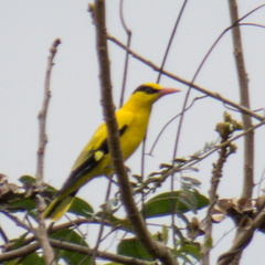 Oriolus chinensis diffusus