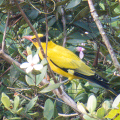 Oriolus chinensis diffusus