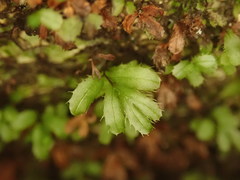 Hymenophyllum minimum