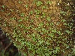 Hymenophyllum minimum