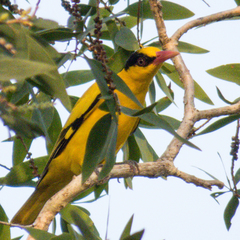 Oriolus chinensis diffusus