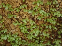 Hymenophyllum minimum