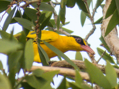 Oriolus chinensis diffusus