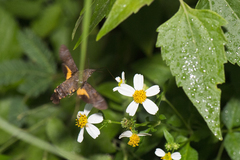 Macroglossum corythus corythus