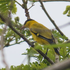 Oriolus chinensis diffusus