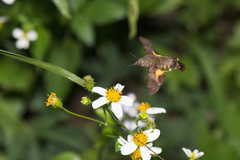 Macroglossum corythus corythus