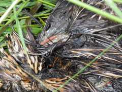 Thanatophilus lapponicus