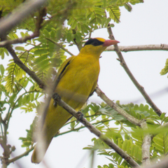 Oriolus chinensis diffusus