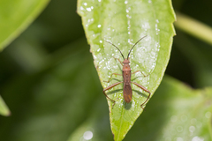 Riptortus linearis