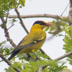 Oriolus chinensis diffusus