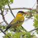 Black-naped Oriole (East Asian) - Photo (c) Gerard Chartier, some rights reserved (CC BY), uploaded by Gerard Chartier
