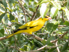 Oriolus chinensis diffusus