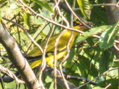 Oriolus chinensis diffusus