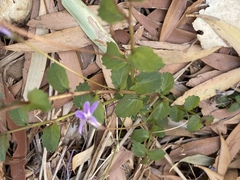 Lobelia arnhemiaca