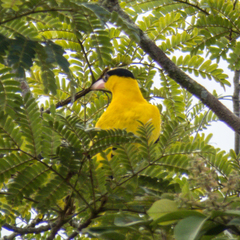 Oriolus chinensis diffusus