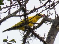 Oriolus chinensis diffusus