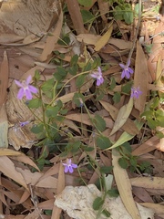 Lobelia arnhemiaca