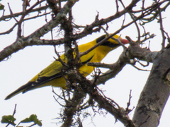 Oriolus chinensis diffusus
