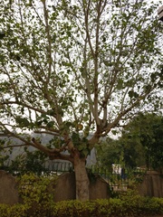 Ficus sycomorus