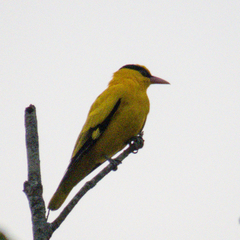 Oriolus chinensis diffusus