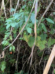Solanum pittosporifolium