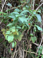 Solanum pittosporifolium