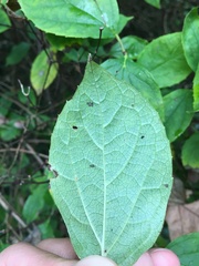 Philadelphus tomentosus