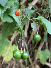 Solanum pittosporifolium