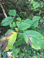 Philadelphus tomentosus