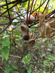 Philadelphus tomentosus