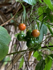 Solanum pittosporifolium